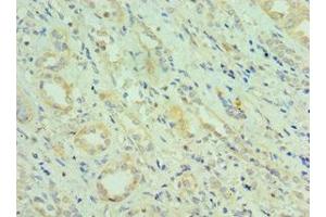 Immunohistochemistry of paraffin-embedded human kidney tissue using ABIN7147353 at dilution of 1:100 (CETN2 antibody  (AA 1-172))
