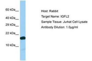 Image no. 1 for anti-IGF-Like Family Member 2 (IGFL2) (C-Term) antibody (ABIN6750193)