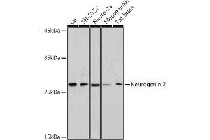 Western blot analysis of extracts of various cell lines, using Neurogenin 2 Rabbit mAb (ABIN7268869) at 1:1000 dilution. (Neurogenin 2 antibody)
