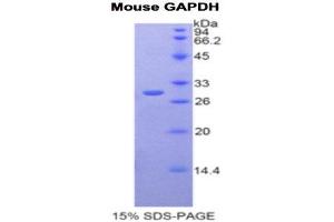 SDS-PAGE (SDS) image for Glyceraldehyde-3-Phosphate Dehydrogenase (GAPDH) (AA 56-284) protein (His tag) (ABIN2121143)