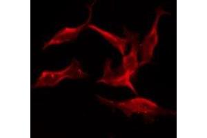 ABIN6275872 staining HepG2 by IF/ICC. (KLRC1 antibody  (N-Term))