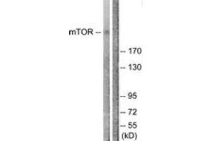 Western Blotting (WB) image for anti-Mechanistic Target of Rapamycin (serine/threonine Kinase) (mTOR) (AA 2412-2461) antibody (ABIN2888913) (MTOR antibody  (AA 2412-2461))