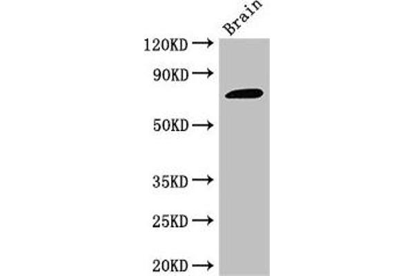 GAB2 antibody  (AA 273-484)