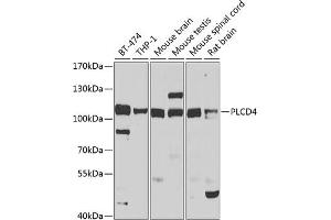 Western blot analysis of extracts of various cell lines, using PLCD4 antibody (ABIN6129075, ABIN6145753, ABIN6145755 and ABIN6223813) at 1:1000 dilution. (PLCD4 antibody  (AA 1-290))