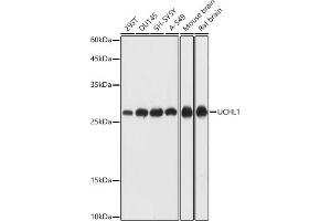 Western blot analysis of extracts of various cell lines, using UCHL1 antibody (ABIN7271131) at 1:1000 dilution.