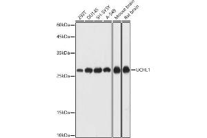 Western blot analysis of extracts of various cell lines, using UCHL1 antibody (ABIN7271131) at 1:1000 dilution. (UCHL1 antibody  (AA 1-220))