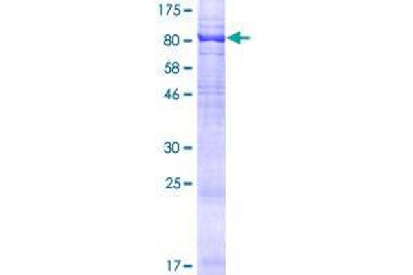 AIFM3 Protein (AA 1-598) (GST tag)