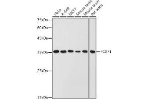 Western blot analysis of extracts of various cell lines, using PCGF1 antibody (ABIN6129080, ABIN6145307, ABIN6145308 and ABIN6221952) at 1:1000 dilution.