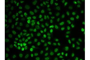Immunofluorescence (IF) image for anti-U2 Small Nuclear RNA Auxiliary Factor 2 (U2AF59) antibody (ABIN1875242)