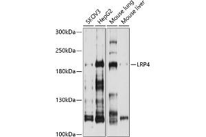 Western blot analysis of extracts of various cell lines, using LRP4 antibody (ABIN6130530, ABIN6143327, ABIN6143328 and ABIN6214330) at 1:1000 dilution. (LRP4 antibody  (AA 1500-1725))