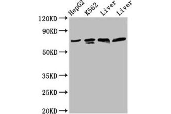 Pannexin 2 antibody  (AA 370-470)