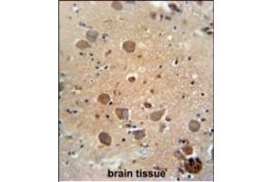 C antibody (Center) (ABIN654951 and ABIN2844592) immunohistochemistry analysis in formalin fixed and paraffin embedded human brain tissue followed by peroxidase conjugation of the secondary antibody and DAB staining. (C6ORF62 antibody  (AA 118-147))