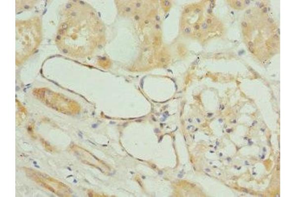 FXYD5 antibody  (AA 22-145)