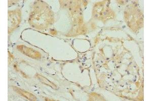 Immunohistochemistry of paraffin-embedded human kidney tissue using ABIN7153251 at dilution of 1:100