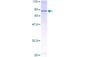 GBP2 Protein (AA 1-481) (GST tag)