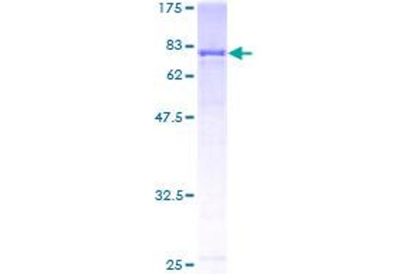 GBP2 Protein (AA 1-481) (GST tag)