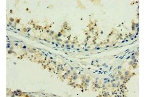 Immunohistochemistry of paraffin-embedded human testis tissue using ABIN7155386 at dilution of 1:100 (H2AFX antibody  (AA 1-143))