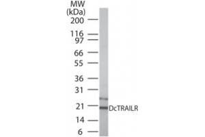 Western Blotting (WB) image for anti-Tumor Necrosis Factor Receptor Superfamily, Member 23 (TNFRSF10A/B) (AA 156-168) antibody (ABIN479805) (DcTrailR1 /2 antibody  (AA 156-168))
