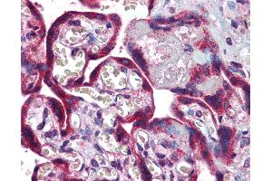 Anti-LTA4H antibody IHC of human placenta. (LTA4H antibody  (AA 467-516))