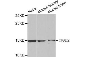 Western Blotting (WB) image for anti-CDGSH Iron Sulfur Domain 2 (CISD2) antibody (ABIN1876438) (CISD2 antibody)
