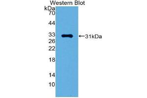Western Blotting (WB) image for anti-GATA Binding Protein 1 (Globin Transcription Factor 1) (GATA1) (AA 42-292) antibody (ABIN1980405) (GATA1 antibody  (AA 42-292))
