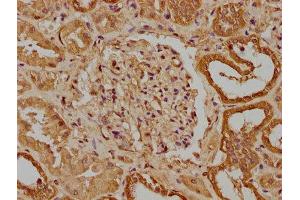 IHC image of ABIN7166241 diluted at 1:300 and staining in paraffin-embedded human kidney tissue performed on a Leica BondTM system. (UNC13B antibody  (AA 12-215))