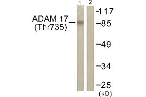 Western blot analysis of extracts from K562 cells, treated with UV (5mins), using ADAM 17 (Phospho-Thr735) antibody. (ADAM17 antibody  (pThr735))