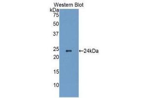 Western Blotting (WB) image for anti-Heat Shock 27kDa Protein 1 (HSPB1) (AA 2-205) antibody (ABIN1078107) (HSP27 antibody  (AA 2-205))