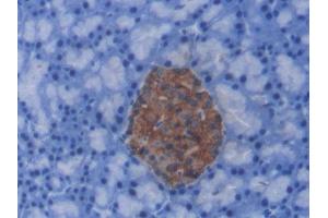 DAB staining on IHC-P; Samples: Rat Pancreas Tissue) (C-Peptide antibody)