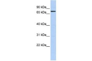Western Blotting (WB) image for anti-Kelch-Like 5 (KLHL5) antibody (ABIN2458371) (KLHL5 antibody)