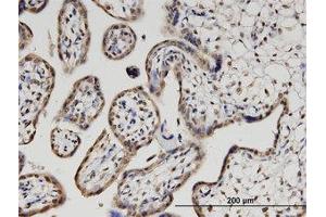 Image no. 1 for anti-Pleckstrin Homology Domain Containing, Family O Member 1 (PLEKHO1) (AA 1-410) antibody (ABIN599555) (PLEKHO1 antibody  (AA 1-410))