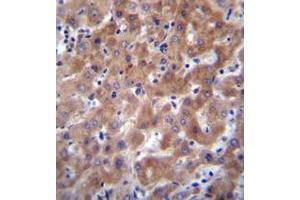Immunohistochemistry analysis in formalin fixed and paraffin embedded human liver tissue reacted with IDO2 / INDOL1 Antibody (C-term) followed by peroxidase conjugation of the secondary antibody and DAB staining. (IDO2 antibody  (C-Term))