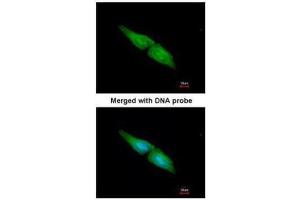 ICC/IF Image Immunofluorescence analysis of paraformaldehyde-fixed HeLa, using MAPK4, antibody at 1:200 dilution. (MAPK4 antibody)