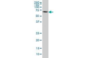 WASL monoclonal antibody (M04), clone 5F4 Western Blot analysis of WASL expression in IMR-32 . (Neural Wiskott-Aldrich syndrome protein (WASL) (AA 97-184) antibody)