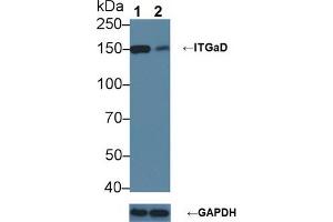 Knockout Varification: Lane 1: Wild-type 293T cell lysate; Lane 2: ITGaD knockout 293T cell lysate; Predicted MW: 128kDa Observed MW: 150kDa Primary Ab: 1µg/ml Rabbit Anti-Mouse ITGaD Antibody Second Ab: 0.