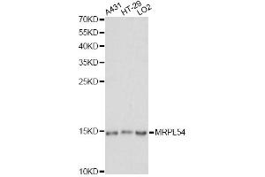 Western blot analysis of extracts of various cell lines, using MRPL54 antibody. (MRPL54 antibody)