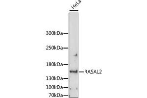 Western blot analysis of extracts of HeLa cells, using RASAL2 antibody. (RASAL2 antibody)