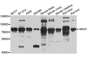 Western blot analysis of extracts of various cell lines, using MKS1 antibody.