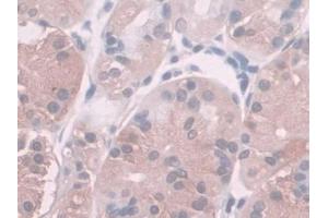 Detection of SPINT2 in Human Kidney Tissue using Polyclonal Antibody to Serine Peptidase Inhibitor Kunitz Type 2 (SPINT2) (SPINT2 antibody  (AA 28-197))