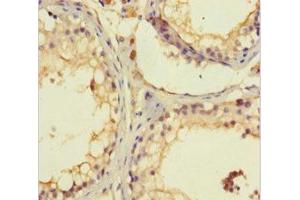 Immunohistochemistry of paraffin-embedded human testis tissue using ABIN7170520 at dilution of 1:100 (Spermatogenesis-Associated Protein 46 (SPATA46) (AA 31-261) antibody)