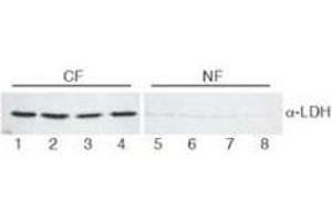 Image no. 1 for anti-Lactate Dehydrogenase (LDH) antibody (ABIN799727) (Lactate Dehydrogenase antibody)