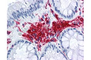 Anti-MHC Class II DQ DR Polymorphic antibody IHC of human colon. (MHC Class II DQ/DR antibody (FITC))