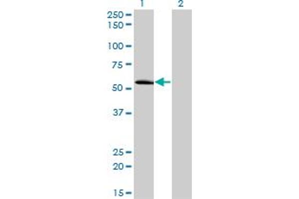 ZNF622 antibody  (AA 1-100)
