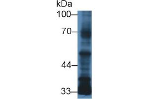 Western Blot; Sample: Human MCF7 cell lysate; Primary Ab: 3µg/ml Mouse Anti-Human TGFb3 Antibody Second Ab: 0.