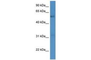 FAM126A antibody  (AA 342-391)