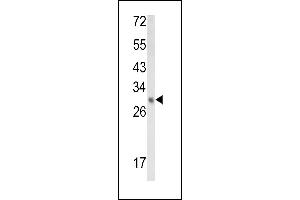 Western blot analysis of EBP Antibody (N-term) (ABIN652952 and ABIN2842607) in mouse kidney tissue lysates (35 μg/lane). (EBP antibody  (N-Term))