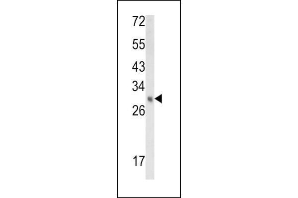 EBP antibody  (N-Term)
