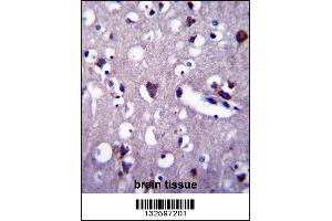 CNGA2 Antibody immunohistochemistry analysis in formalin fixed and paraffin embedded human brain tissue followed by peroxidase conjugation of the secondary antibody and DAB staining. (CNGA2 antibody  (N-Term))