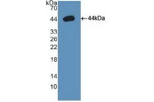 Detection of Recombinant Arg2, Human using Polyclonal Antibody to Arginase II (Arg2) (ARG2 antibody  (AA 23-354))