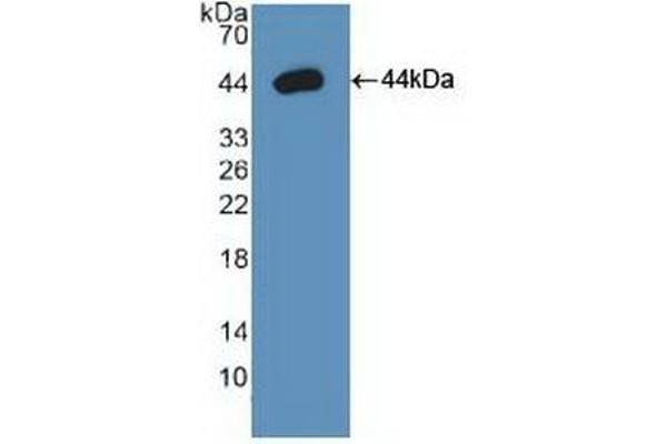 ARG2 Antikörper  (AA 23-354)